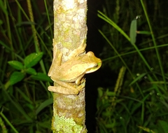Smilisca phaeota
