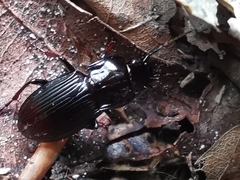 Abax parallelepipedus