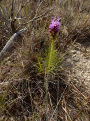 Liatris aestivalis