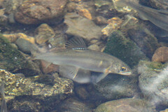 Plecoglossus altivelis
