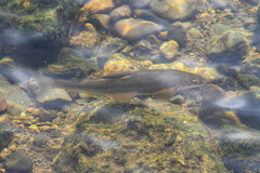 Plecoglossus altivelis