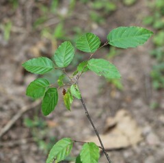 Amelanchier arborea