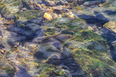 Plecoglossus altivelis