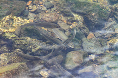 Plecoglossus altivelis