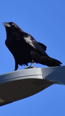 Corvus corax