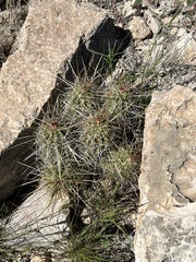 Echinocereus stramineus