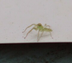 Lyssomanes viridis