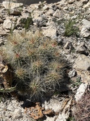 Echinocereus stramineus