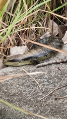Tiliqua scincoides