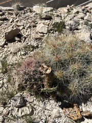 Echinocereus stramineus