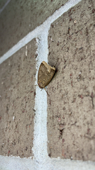 Abagrotis anchocelioides