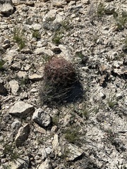Hamatocactus hamatacanthus