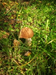 Leccinum scabrum