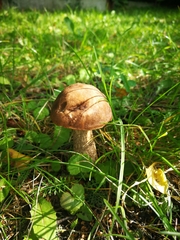 Leccinum scabrum