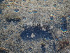 Mauligobius maderensis