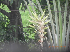 Ravenala madagascariensis