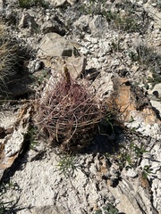 Hamatocactus hamatacanthus