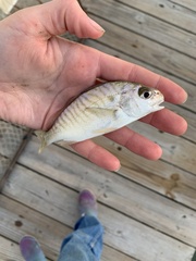 Leiostomus xanthurus
