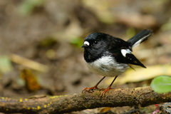 Petroica macrocephala toitoi