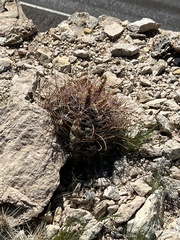 Hamatocactus hamatacanthus