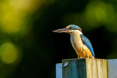 Todiramphus sanctus vagans