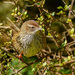 New Zealand Fernbird - Photo (c) Simon Pierce, some rights reserved (CC BY-NC), uploaded by Simon Pierce