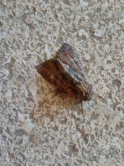 Mniotype occidentalis