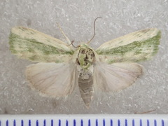 Earias huegeliana