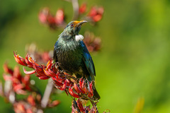 Prosthemadera novaeseelandiae novaeseelandiae