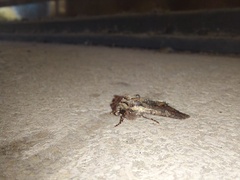 Mniotype occidentalis