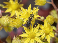 Lasioglossum collopiense