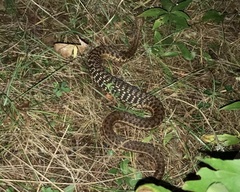 Thamnophis sirtalis pallidulus