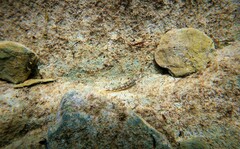 Lepidoblennius marmoratus