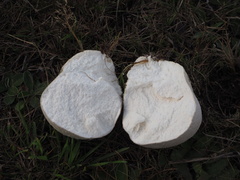 Lycoperdon utriforme