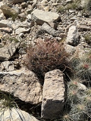 Hamatocactus hamatacanthus hamatacanthus