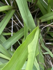 Paspalum