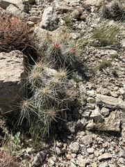 Echinocereus stramineus