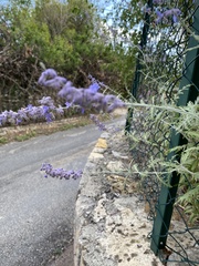 Salvia yangii