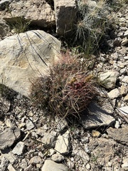 Hamatocactus hamatacanthus hamatacanthus