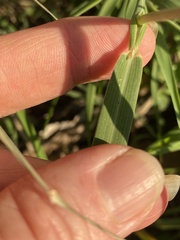 Bothriochloa laguroides