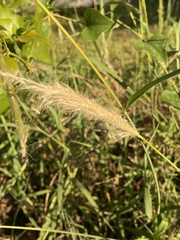 Bothriochloa laguroides