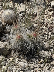 Echinocereus stramineus