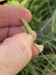 Bouteloua gracilis