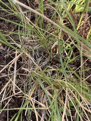 Bouteloua gracilis