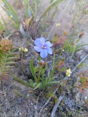 Aristea africana