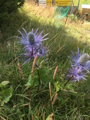 Eryngium alpinum
