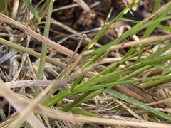 Bouteloua gracilis