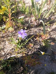 Aristea africana