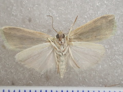 Earias huegeliana