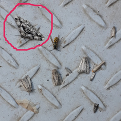 Peribatodes umbraria